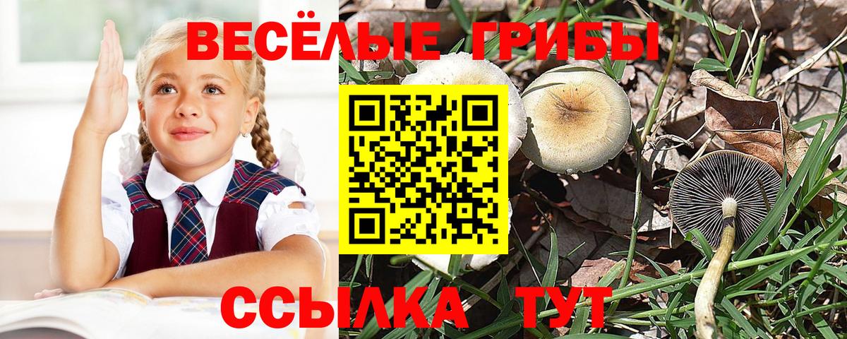 Галлюциногенные грибы прущие грибы Благодарный